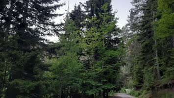 Köprülü Meşeli Karayolu