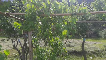 Şavşat Yeşil Vadi Bungalov