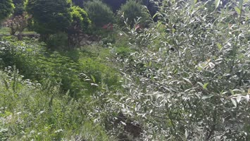 Şavşat Yeşil Vadi Bungalov