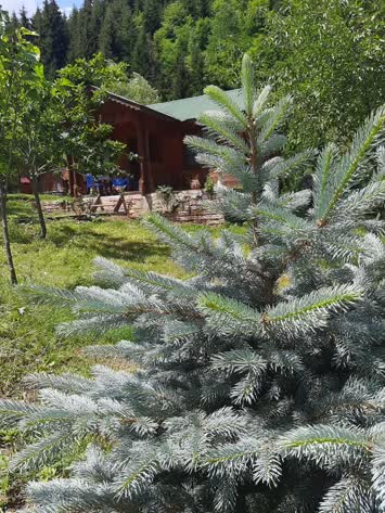 Şavşat Yeşil Vadi Bungalov