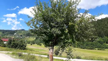 Meşeli