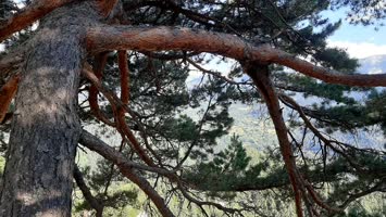 Meşeli Peri Bacaları - Şavşat