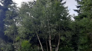 Pınarlı Köyü Pona Alabalık