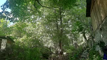 Meşeli Agara