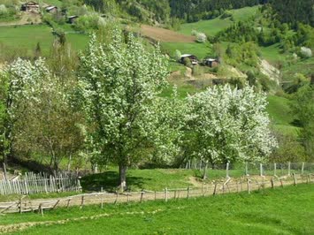 Çoraklı