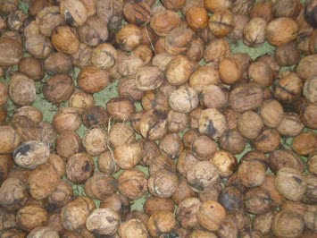Cavuz